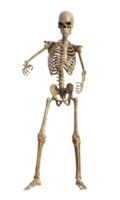 Human skeleton on transparent background, 3d render png