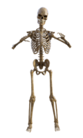 Human skeleton on transparent background, 3d render png