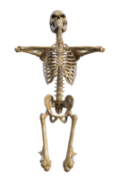 Human skeleton on transparent background, 3d render png