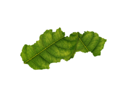 la slovaquie carte fabriqué de vert feuilles écologie concept png