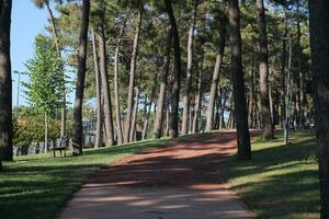 pov Disparo de caminando en pasarela a Estanbul parque a temprano Mañana foto