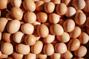 close up of eggs in a bowl. photo