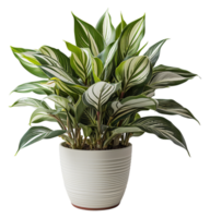 fresh leaf ornamental plant in pot, isolated on transparent background, generative ai png