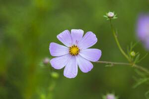 Pink cosmos flower photo