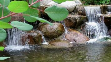 green leaves over small waterfall stream video