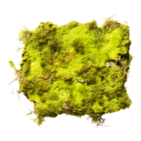 Green moss  Generative Ai png