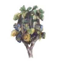 Grape vine, bush, tree - watercolor illustration. Vineyards for winemaking with twisted vine with leaves and berries. Grape bush of dark, blue ripe grapes. Hand painted png