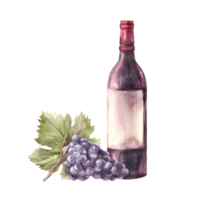 A bottle of red wine with grapevine and grape leaf. Watercolour hand draw food illustration. Wine making set for your design print of label sticker, flyers, menu, wine list, card png