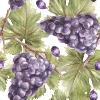 Watercolor painted seamless pattern with grapevine, bunches, grape leaves and grapes berry. Plant design for your wrapping paper, labels, fabric print Botanical illustration png