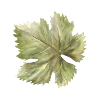 aquarelle vert feuille de grain de raisin main peint illustration. plante élément pour votre vignoble vinification, du vin liste, étiqueter, menu, autocollant, logo, aimant, impression conception png