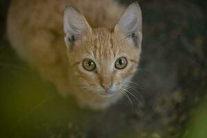 Orange cat in the grass, closeup of photo with shallow depth of field