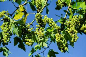 uvas en un árbol foto