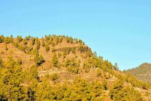 a mountain with trees on top and a blue sky photo