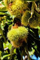 chestnut tree with nuts and fruit hanging from the branches photo