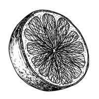 naranja Fruta rebanada. mano dibujado vector ilustración con medio de agrios comida en blanco aislado antecedentes. lineal dibujo de clementina en negro y blanco colores para icono o logo producto etiqueta