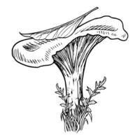 Forest Mushroom with leaf. Vector hand drawn illustration of Chanterelle in a woodland painted by black inks in linear style. Retro monochrome drawing of fungus for icon or logo. Fall etching