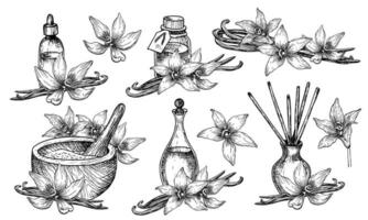 Vanilla essential oil. Hand drawn vector illustration of bottles and carafe with flowers and sticks in linear style. Set of drawings for aromatherapy and body care. Engraving of perfume or spices