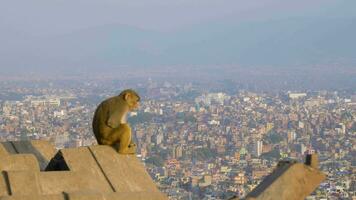 Affe auf svajambhunath Tempel und Kathmandu Stadt Panorama beim sonnig Tag. Nepal video