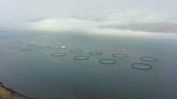 Lachs Fisch Bauernhof. Aquakultur im Island. Antenne Sicht. Drohne fliegt nach oben, Neigung Nieder video