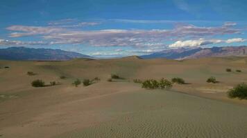 mesquite vlak zand duinen Aan zonnig dag. dood vallei nationaal park. Californië, Verenigde Staten van Amerika. kantelen omhoog video
