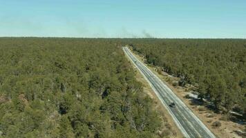 Grün Kaibab National Wald und Auto auf Straße auf sonnig Tag. Arizona, USA. Antenne Sicht. Drohne fliegt rückwärts video