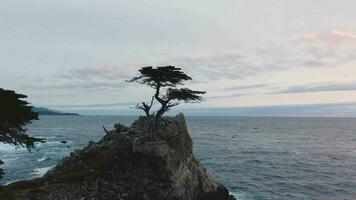 seul cyprès près monterey. Californie, Etats-Unis. aérien voir. drone est en orbite video