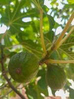 Fig Fruit Growing on a Fig Tree in its Branch photo