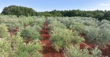 drone vol plus de une grand olive bosquet dans Croatie dans été video