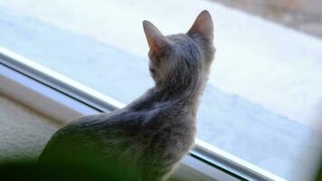pretty gray kitten looking out of home window, pet portrait video