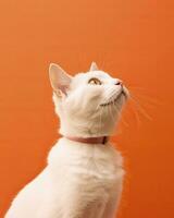 White Cat Looking Upwards Against an Orange Background. AI Generated photo