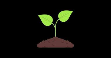 Animation of plants increasing in size, the process of plant growth video