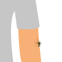 Mosquito bite on the skin of the human hand. The insect bites the man in his arms. Drinks blood. png
