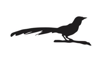 pose of a bird perched on a twig silhouette with a transparent background png