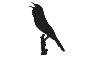 pose of a bird perched on a twig silhouette with a transparent background png