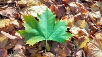 Autumn. Multicolored maple leaves lie on the grass. Colorful background image of fallen autumn leaves perfect for seasonal use photo