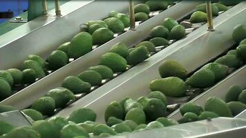 Avocados hass rolling in fruit grader video