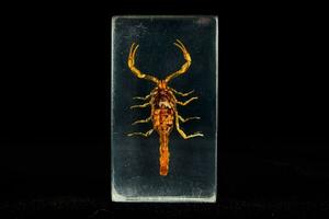 a scorpion is displayed in a glass block photo