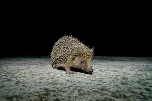 Hedgehog on dark background photo