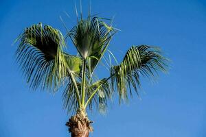 Palm tree background photo