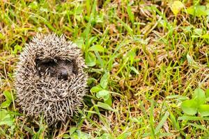 Hedgehog in the grass photo