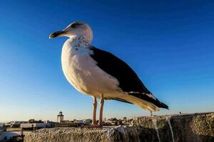 A seagull resting photo