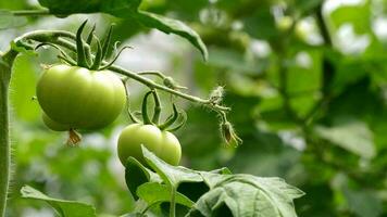 Tomate Grün Obst hängend beim Ast im Gewächshaus video