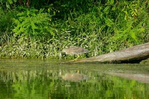 Heron perched on a branch photo