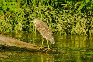 Heron perched on a branch photo