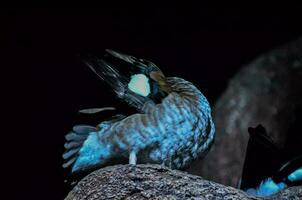 Colorful blue bird perched on a rock photo