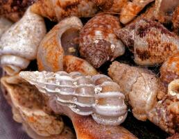 clasificado pila de conchas marinas foto