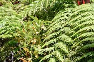 Background with ferns photo