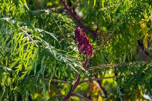 Rhus typhina in October. Rhus typhina, stag sumac, is a species of flowering plant in the Anacardiaceae family. photo