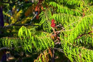 Rhus typhina in October. Rhus typhina, stag sumac, is a species of flowering plant in the Anacardiaceae family. photo