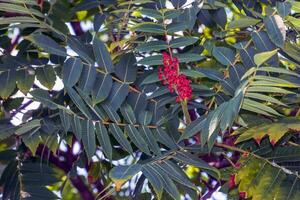 Rhus typhina in July. Rhus typhina, stag sumac, is a species of flowering plant in the Anacardiaceae family. photo